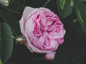 Peonies | Пионы