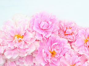 Peonies | Пионы