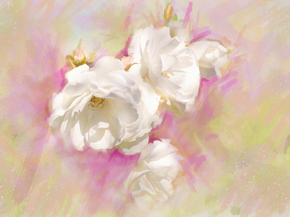 Peonies | Пионы Peonies | Пионы