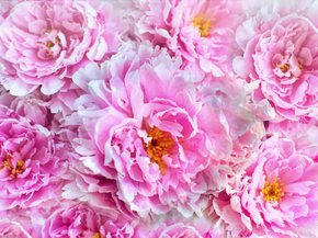 Peonies | Пионы