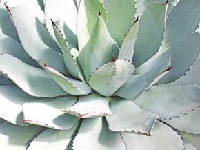 Agave | Агава