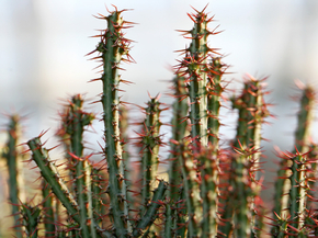 Cactus | Кактус