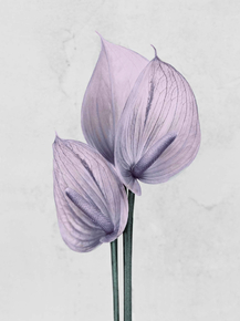 Botany (Коллекция постеров) | Ботаника