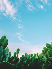 Cactus | Кактус