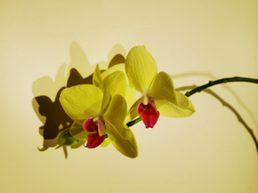 Flowers | Цветы