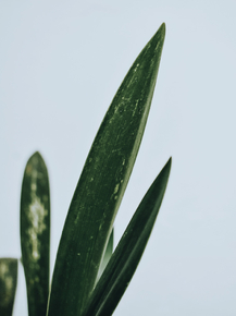 Foliage | Листья