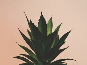 Foliage | Листья