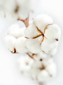 Cotton | Хлопок
