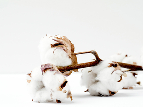 Cotton | Хлопок
