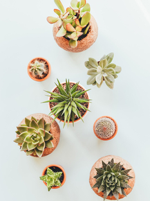 Cactus | Кактус