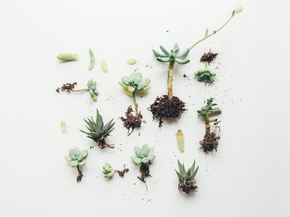 Succulent | Суккулент Succulent | Суккулент