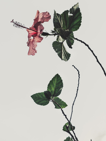 Hibiscus | Гибискус