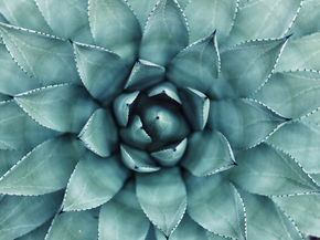 Agave | Агава