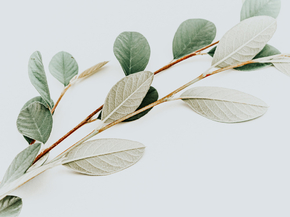Foliage | Листья Foliage | Листья