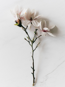 Magnolia | Магнолия