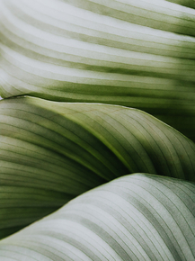 Foliage | Листья