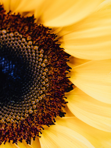 Sunflower | Подсолнух