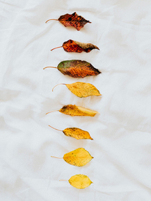 Foliage | Листья
