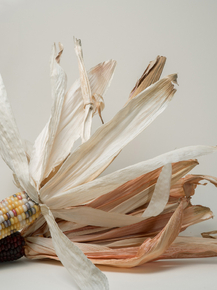 Corn | Кукуруза