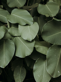 Foliage | Листья