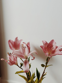 Lilium | Лилия