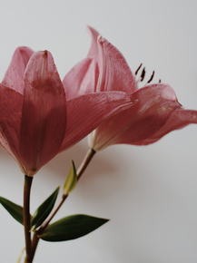 Lilium | Лилия