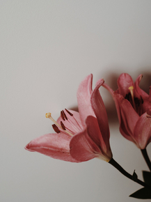 Lilium | Лилия