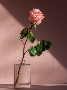 Rose | Роза