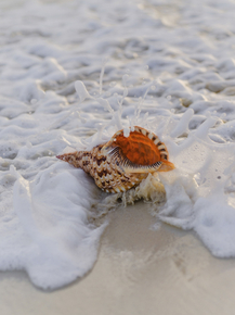 Shell | Ракушка