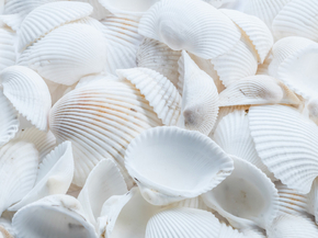 Shell | Ракушка