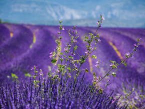 Provence | Прованс