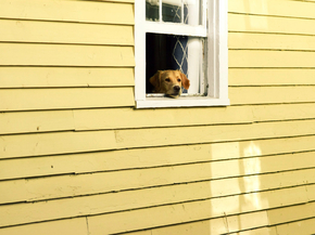 Dog in Window | Собака в Окне