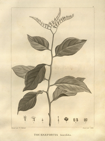 Tournefortia laurifolia | Турнефорция