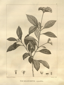 Tournefortia mutabilis | Турнефорция