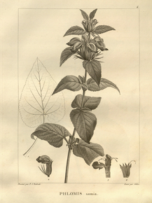 Phlomis | Зопник