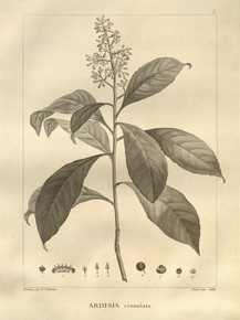 Ardisia | Ардизия