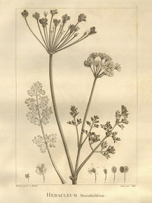 Heracleum | Борщевик