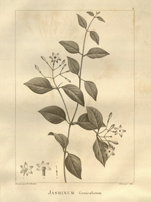 Jasminum | Жасмин