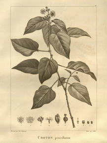 Croton | Кротон