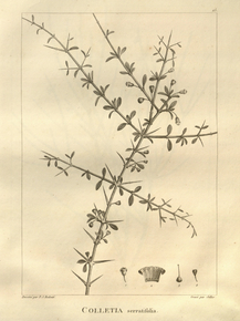 Colletia serratifolia | Коллетия