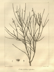 Colletia ephedra | Коллетия
