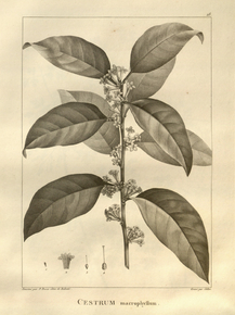 Cestrum | Цеструм