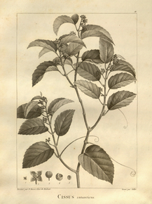 Cissus | Циссус