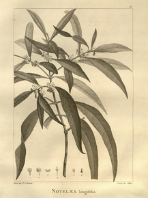 Notelaea