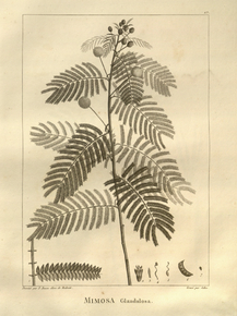 Mimosa glandulosa | Мимоза