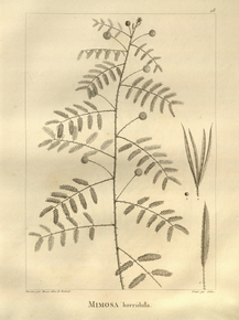 Mimosa horridula | Мимоза