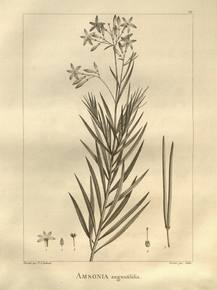 Amsonia | Амсония