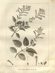 Scutellaria | Шлемник