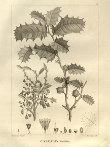 Casearia ilicifolia | Казеария