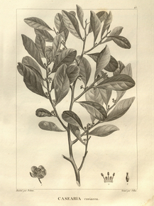 Casearia coriacca | Казеария